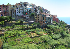 Terrazze alle Cinque Terre